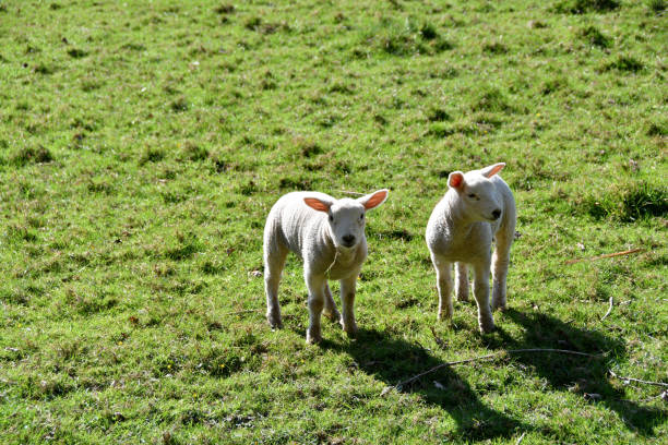 istock Twin lambs in low sun on a spring day 1389888415