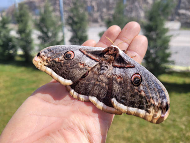 istock Butterfly caught in the hands of man 1389890639