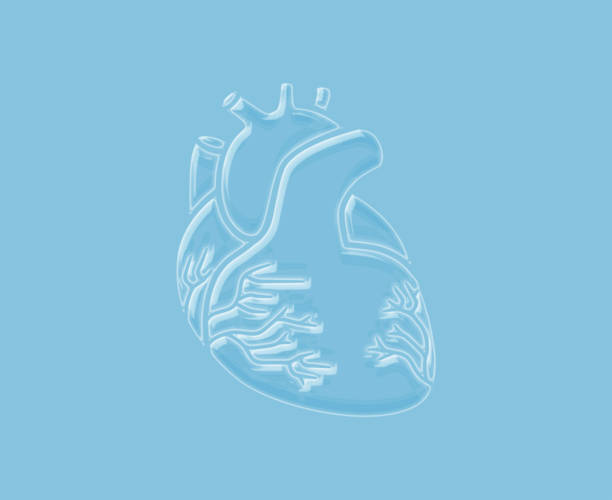 istock Transparent 3D Human Heart Organ 1389890773