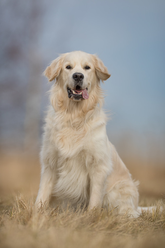 Beautiful dog photographed outdoors in nature.