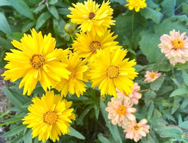 istock Yellow Daisy Variety Flowers 1389891593