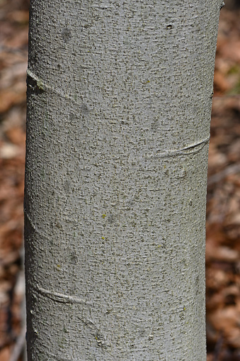 Close-up of trunk of healthy American beech tree in strong sunlight, vertical, with a bit of forest background. A medium-size beech on a New England hillside. Seen close up in bright light, the bark is not as smooth as it might first appear. The American beech, a tree of the eastern United States, faces two major threats: beech bark disease (discovered in North America around 1900) and beech leaf disease (discovered in 2012).