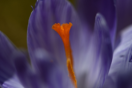 Purple crocus blowing in the wind, early spring