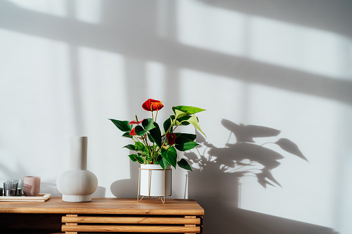Modern minimalist Scandinavian style interior. Candles, ceramic vase and House plant red Anthurium in a pot on a wooden console under sunlight and shadows on a white gray wall. Living room design.
