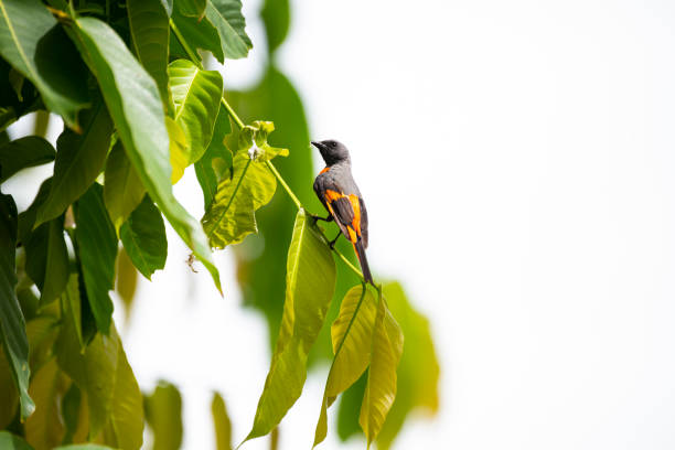 istock Male small Minivet 1389896754