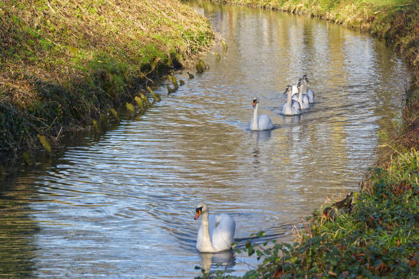 Family of swans coming down a river in a line. Arundel, West Sussex, England.