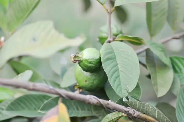 guava tree, MYRTACEAE or Psidium guajava Linn plant