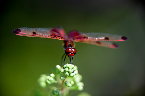 A ruby meadowhawk dragonfly perched along the shorline of a lake in a provincial park.