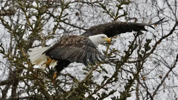 A bald eagle takes flight from a spruce tree along the Parks Highway near Talkeetna, Alaska, on a snowy spring afternoon.
