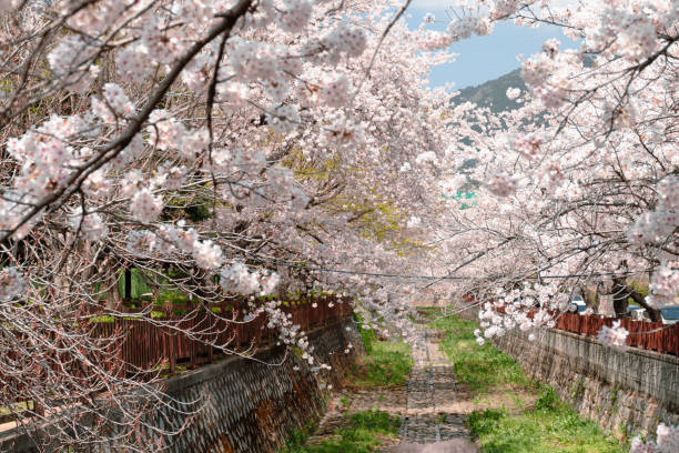istock Jinhae Yeojwacheon stream cherry blossoms road in Changwon, Korea 1389899749