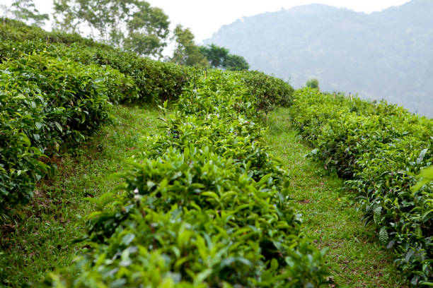 istock Tea plantation in Ban Rak Thai, Mae Hong Son 1389901920