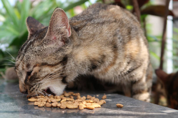 istock Orange tabby cat is eating her dry food 1389901993