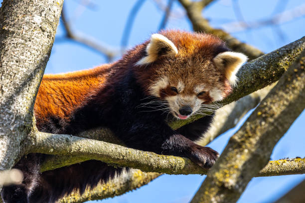 istock The red panda, Ailurus fulgens, also called the lesser panda. 1389902360