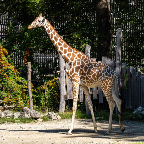 istock The giraffe, Giraffa camelopardalis is an African mammal 1389902788