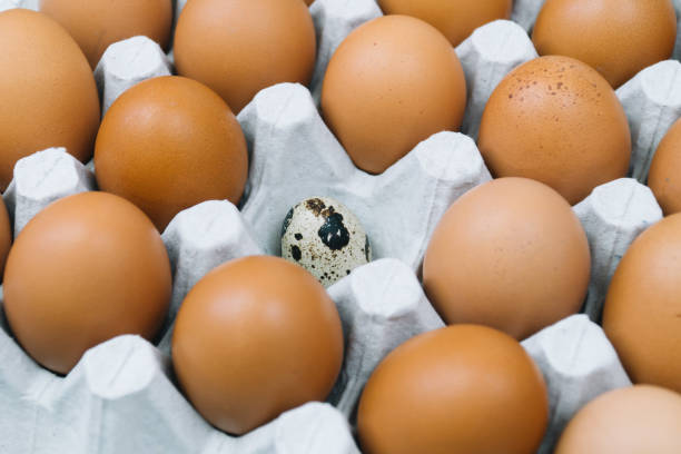 istock Brown raw chicken eggs and alone quail egg in a tray side view 1389903927