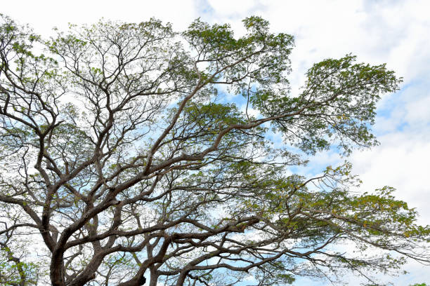 fundo da natureza, padrão de dossel de árvores grandes com fundo azul do céu - treetop sky tree tree canopy - fotografias e filmes do acervo