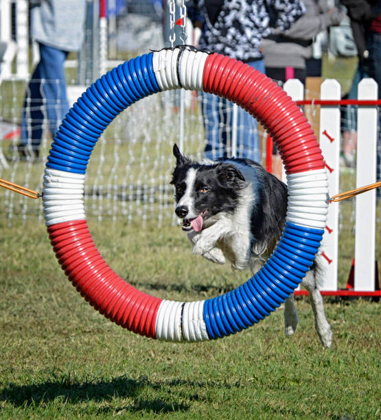 Exuberant Border Collie Jumping Through a Hoop stock photo