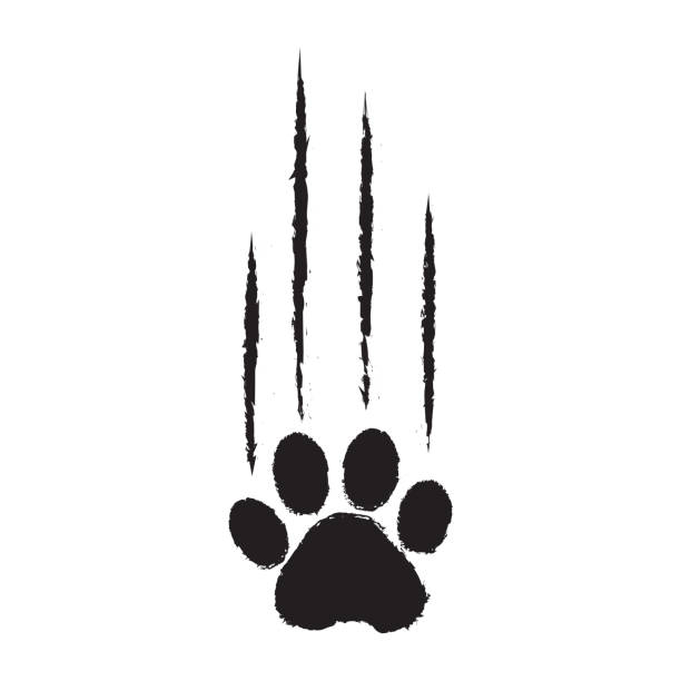 pazura kota scratch, ikona wektora ukośnika, grunge czarny znak łapy. prosta ilustracja zwierzęca - bear paw claw blood stock illustrations