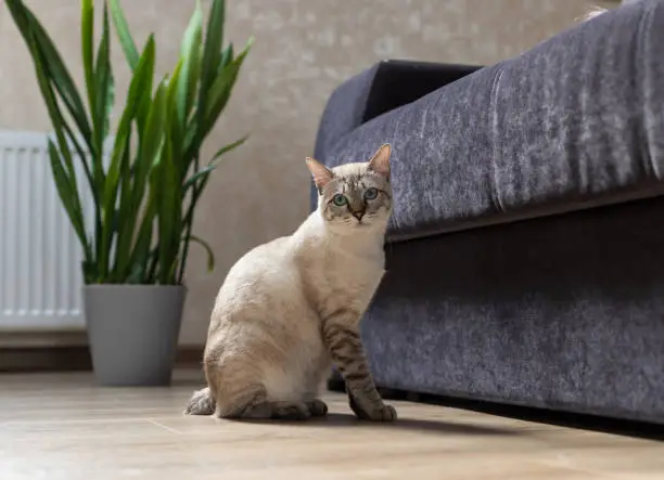 purebred bobtail cat sitting near sofa at living room. Cats in the interior