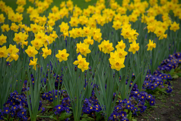istock A host of golden daffodils 1389910282