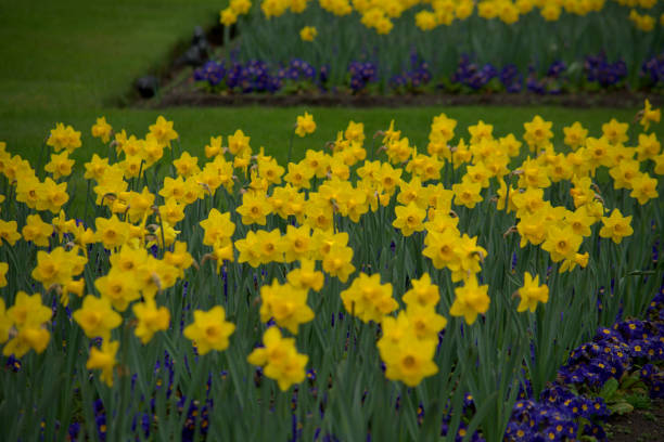 istock A host of golden daffodils 1389910353