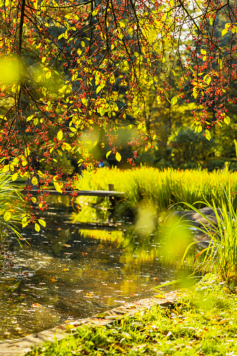 Autumn scenic landscape, lake, grasses and trees with bright berries. Fall concept