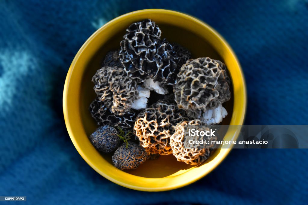 Bowl of fresh mushroom morels  top view Morel fungus variety Morchellaceae photo horizontal Morel Mushroom Stock Photo