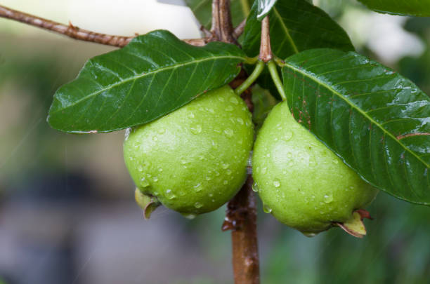 Guava fruit in Thailand that ripens on the guava tree Guava fruit in Thailand that ripens on the guava tree Guava stock pictures, royalty-free photos & images
