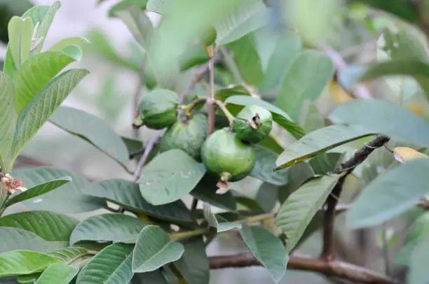 guava tree, MYRTACEAE or Psidium guajava Linn plant