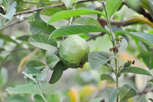 guava tree, MYRTACEAE or Psidium guajava Linn plant