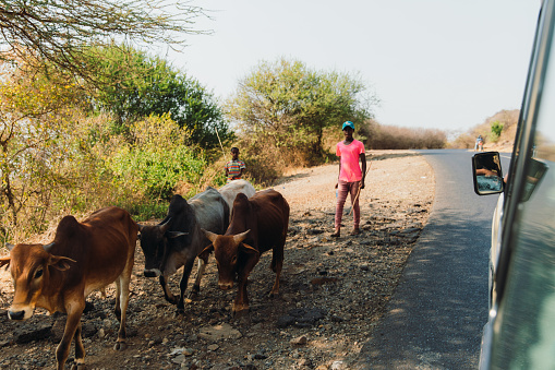 October 8, 2020 - View from a car of a man in pink t-shirt walking by the highway road grazing cows in Tanzania, East Africa