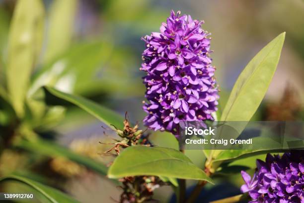 Close Up Of Hebe Fragrant Jewel Purple Flowers With Green Leaves And A Blurred Background Stock Photo - Download Image Now