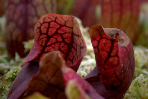 istock Pitcher plants on a bed of moss 1389914450