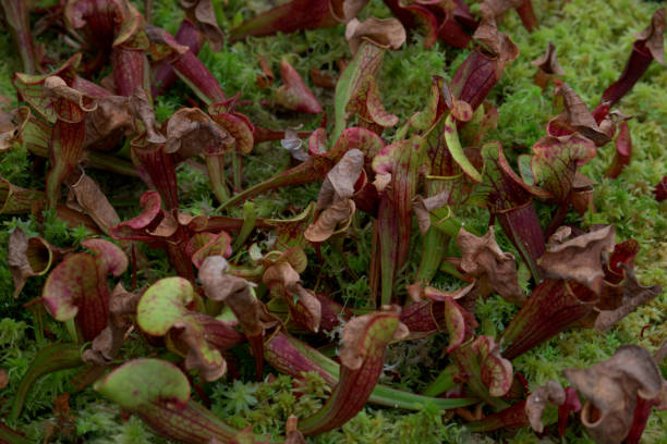 istock Pitcher plants on a bed of moss 1389915150