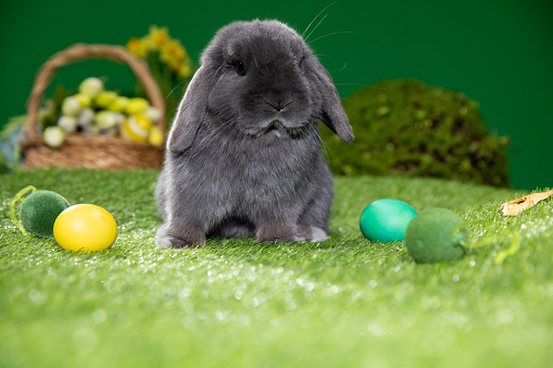 Adorable Bunny With Easter Eggs.