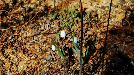 Galanthus nivalis or common snowdrops in early spring forest, Tender first small white flowers blooming in sunny day in garden, brown earthamong fallen leaves, selective focus and diffused background