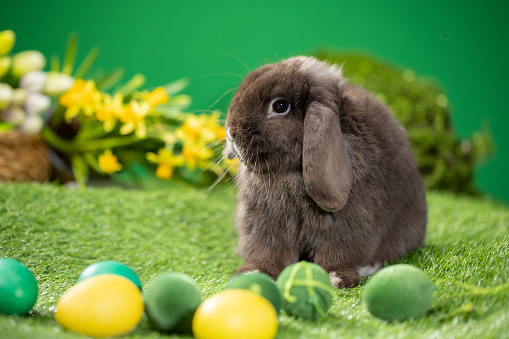 Adorable Bunny With Easter Eggs.