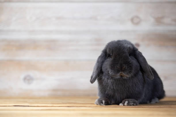 istock Lovely bunny easter rabbits on wooden light background. beautiful lovely pets 1389917992