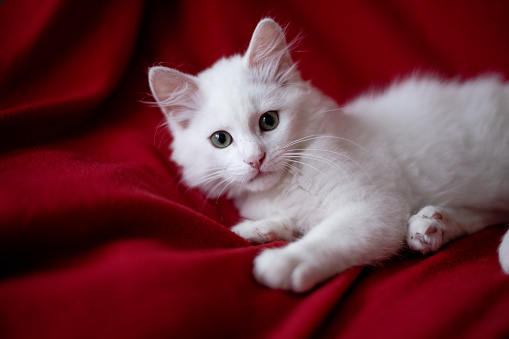 Portrait of nice white cat indoors. Kitten playing in the room. Domestic animals concept photography, picture of pet. Red background