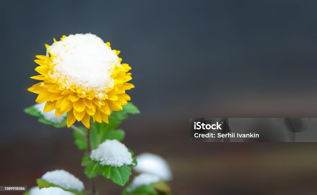 yellow flower bud in the snow with green leaves on a blurred background April Stock Photo