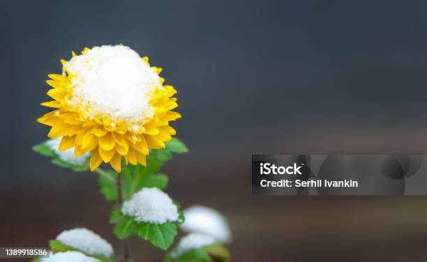 Yellow Flower Bud In The Snow With Green Leaves On A Blurred Background Stock Photo - Download Image Now