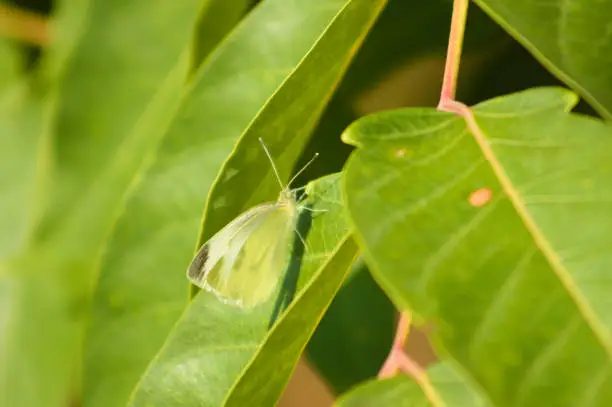Closeup of cabbage white butterfly on green leaves with selective focus on foreground