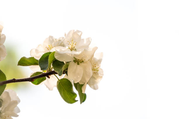 White blossoming apple trees. White apple tree flowers isolated on white background. Spring season, spring colors