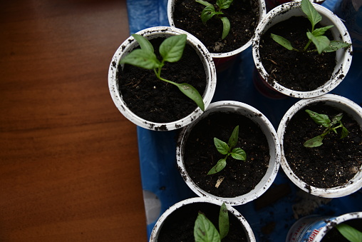 Seedlings in spring in pots on the windowsill