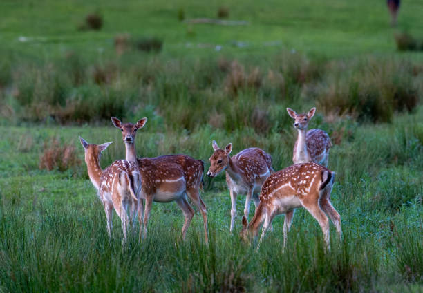 istock A herd of deer in the meadow 1389923272
