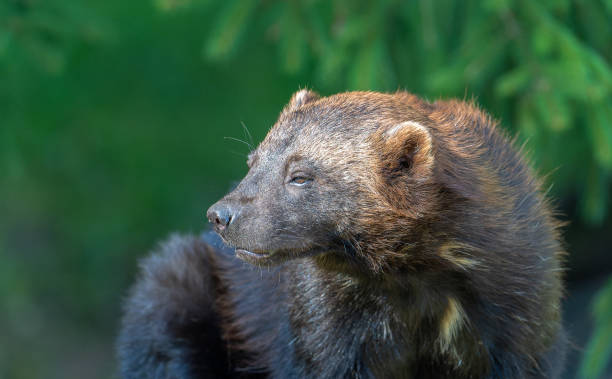 istock Relaxed wolverine in the zoo 1389923370