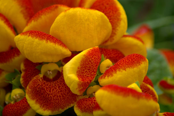 Image of the puffy, yellow and red flowers of calceolaria.