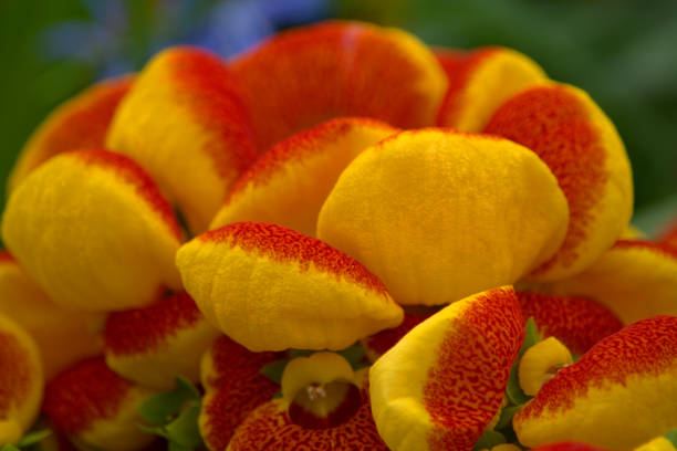 Image of the puffy, yellow and red flowers of calceolaria.
