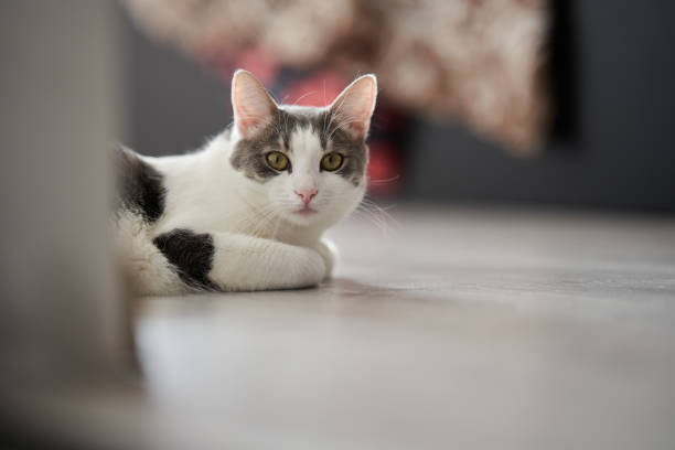 istock White gray spotted cat on the floor 1389930378