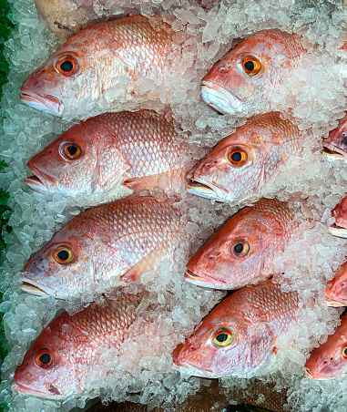 Red snapper fish at the fishmonger on ice